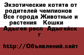  Экзотические котята от родителей чемпионов - Все города Животные и растения » Кошки   . Адыгея респ.,Адыгейск г.